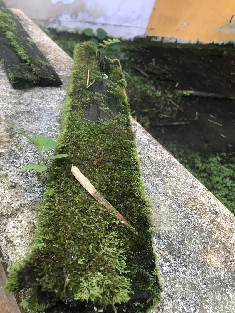 Sematophyllum Moss photo 2