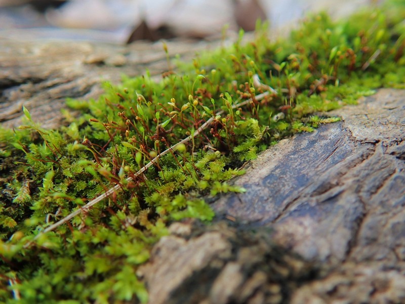 Sematophyllum Moss photo 3