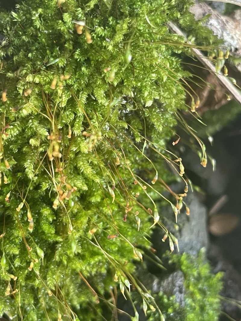 Sematophyllum Moss photo 4