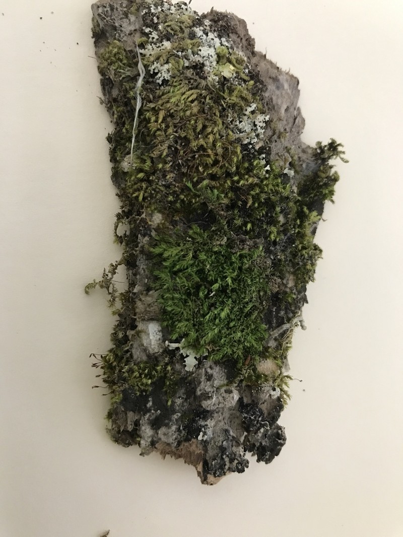 Sematophyllum Moss photo 6