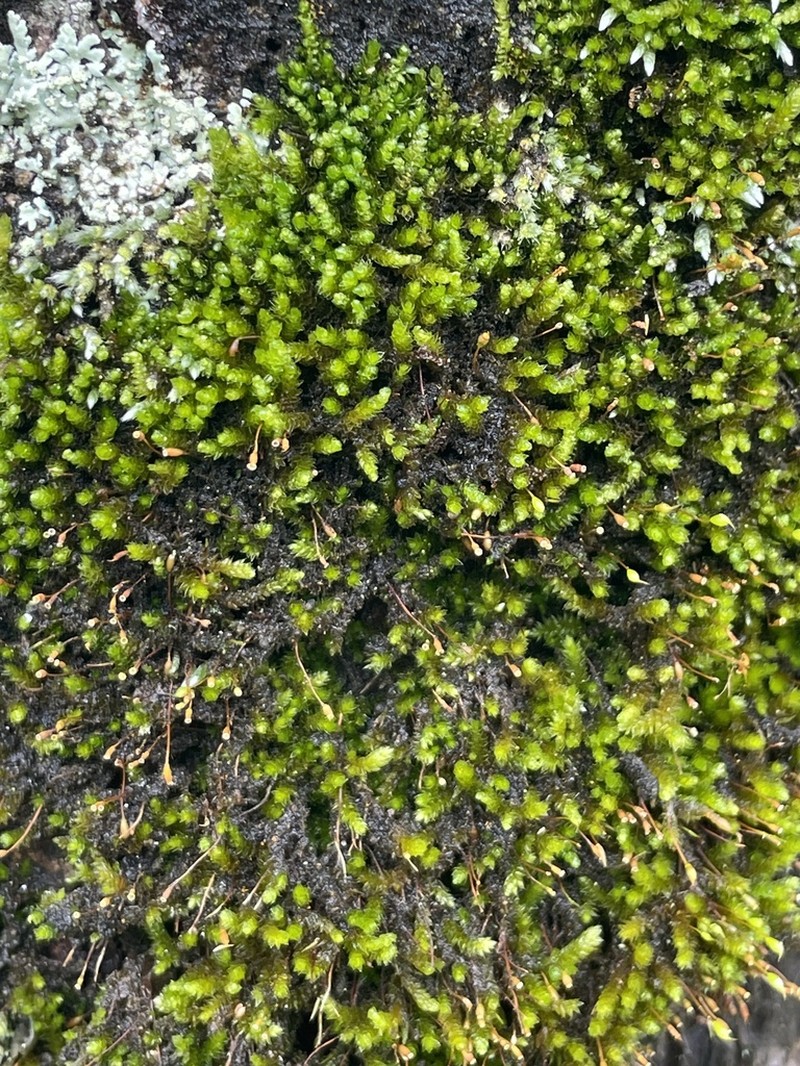 Sematophyllum Moss photo 7