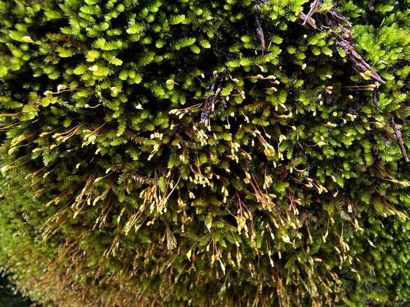 Sematophyllum Moss photo 8