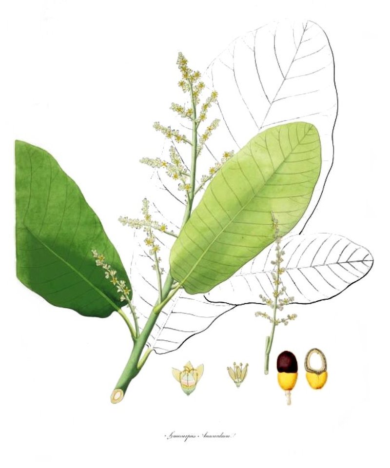 Markingnut Tree