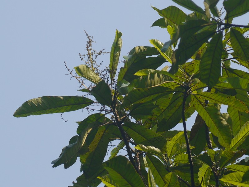 Semecarpus kathalekanensis photo 2