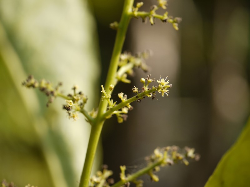Semecarpus kathalekanensis photo 3