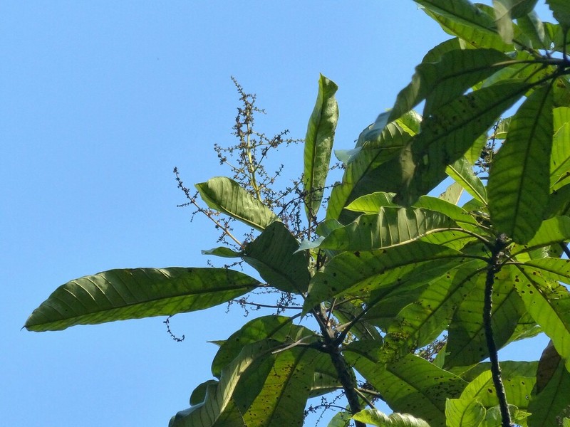 Semecarpus kathalekanensis photo 4