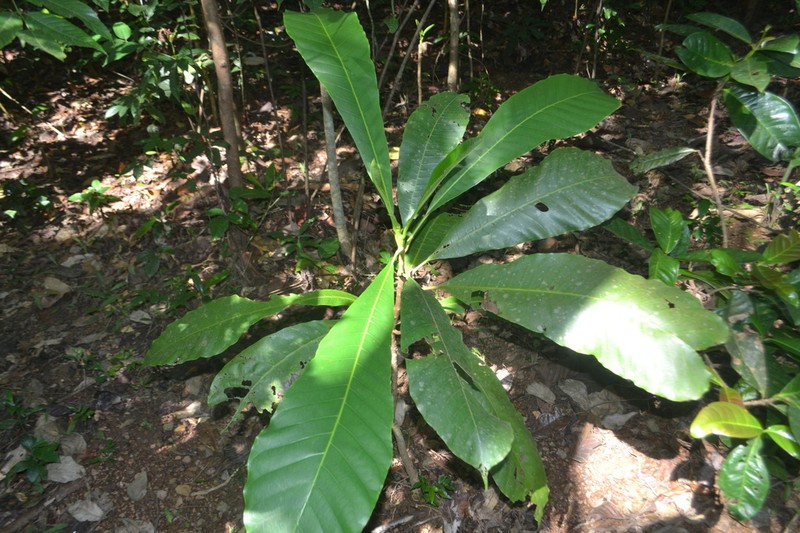 Semecarpus kathalekanensis photo 5