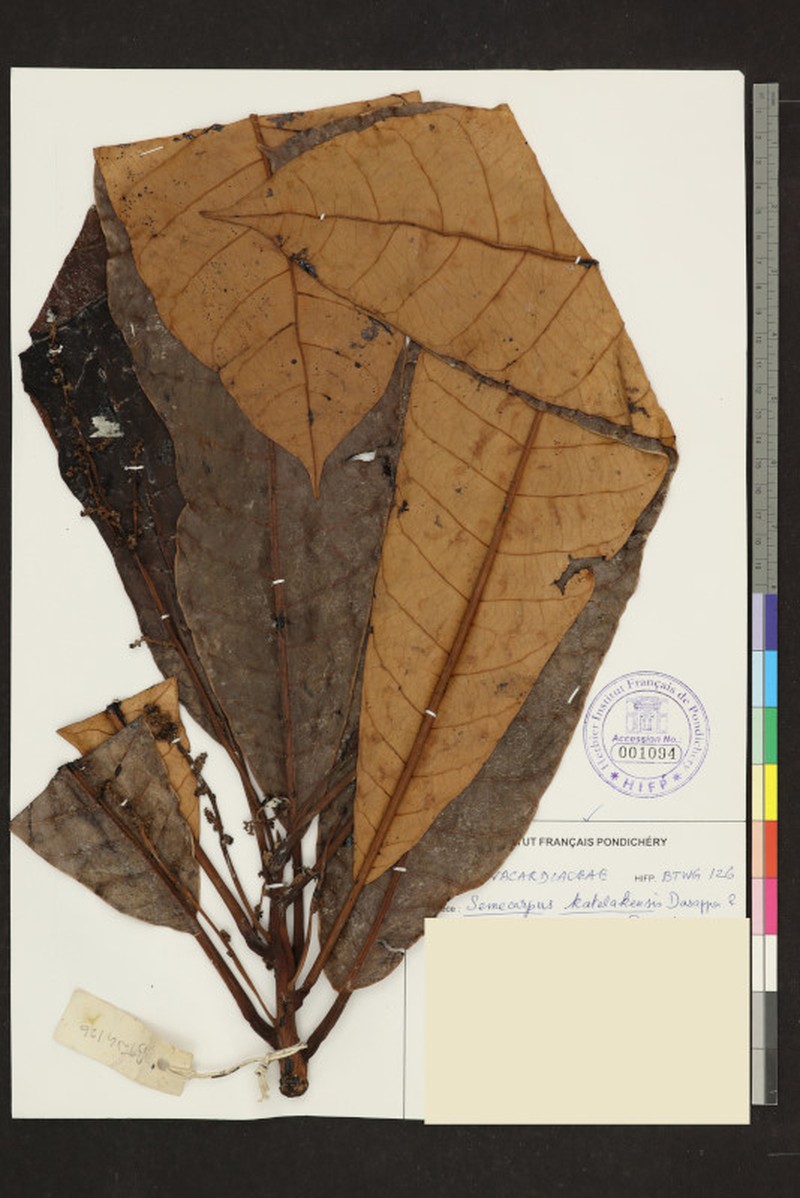 Semecarpus kathalekanensis photo 6