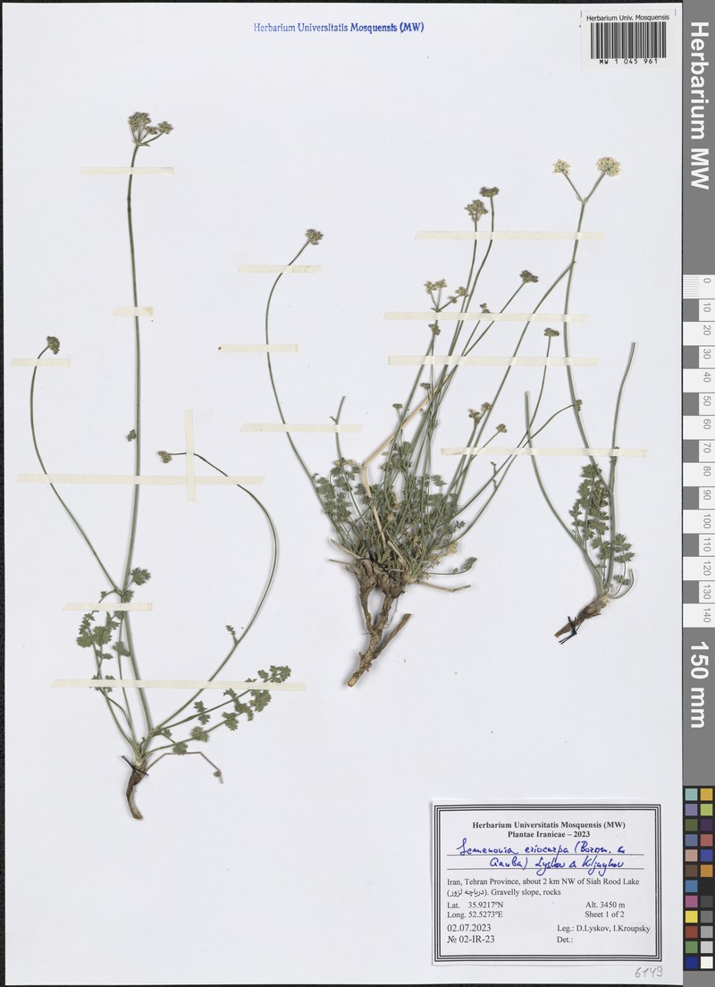 Semenovia eriocarpa