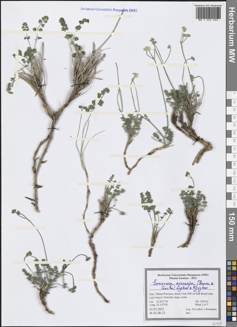 Semenovia eriocarpa photo 2