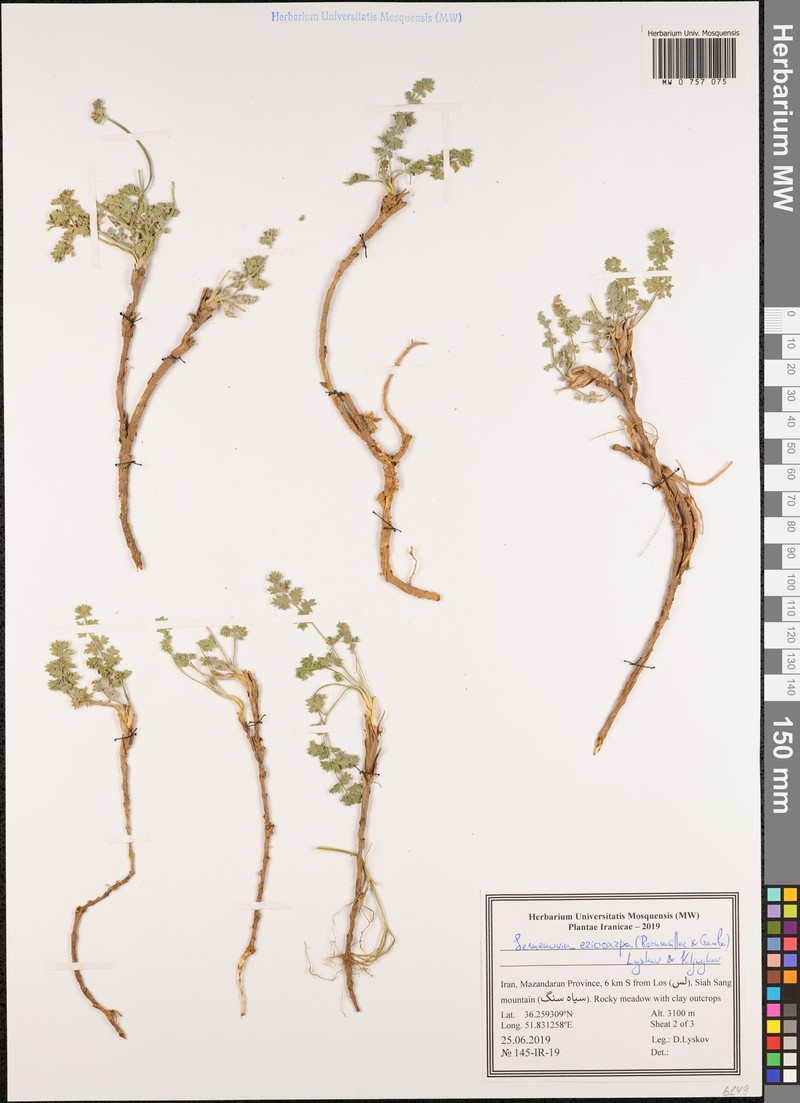 Semenovia eriocarpa photo 3