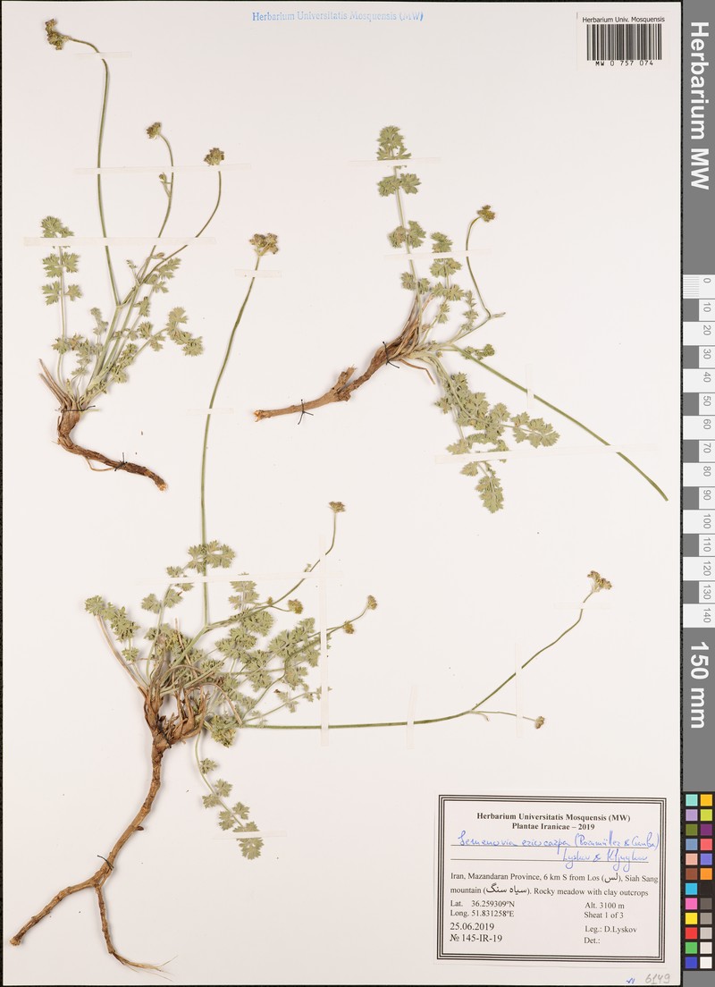 Semenovia eriocarpa photo 4