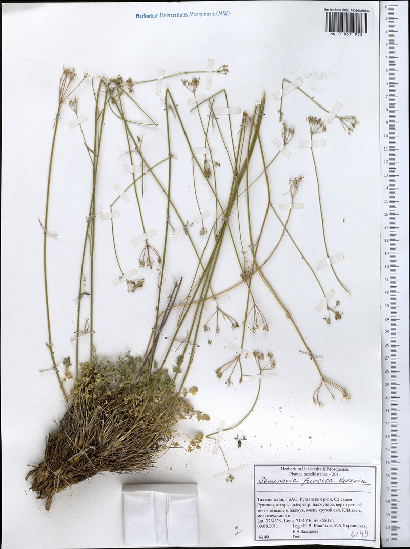 Semenovia furcata