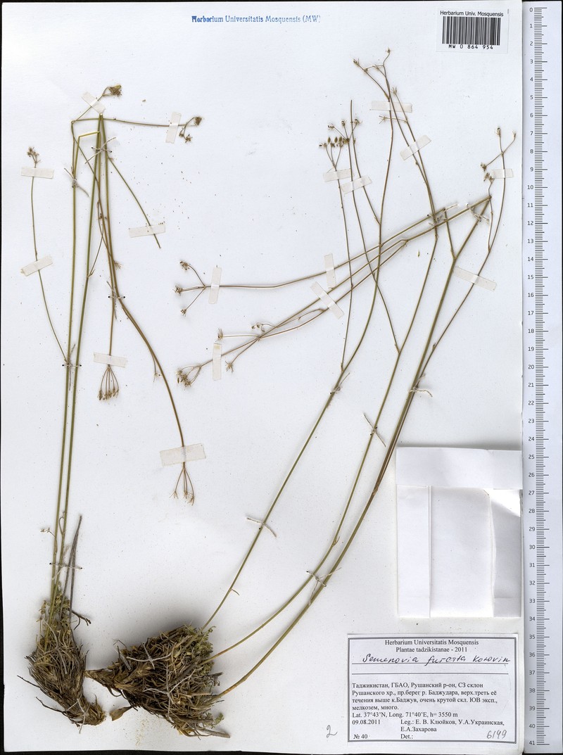 Semenovia furcata photo 2
