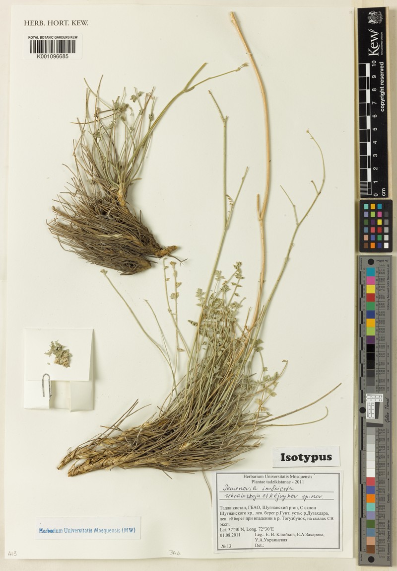 Semenovia imbricata
