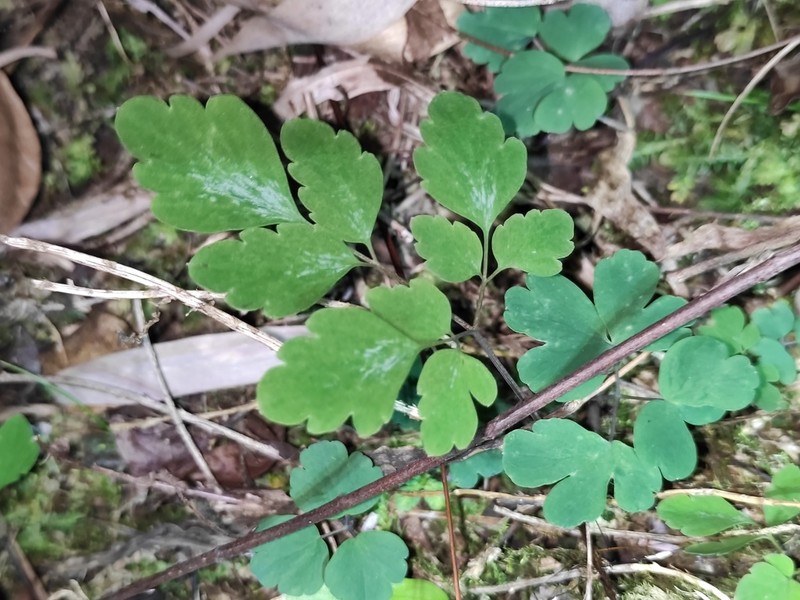 Semiaquilegia danxiashanensis