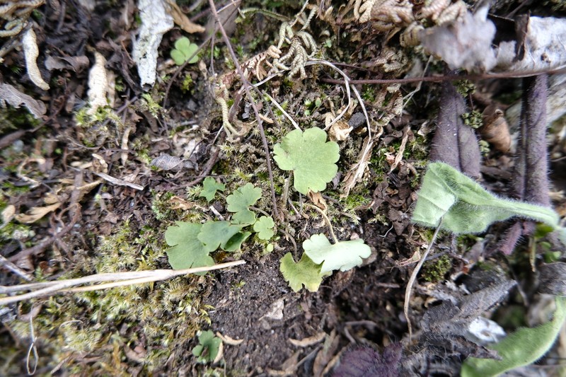 Semiaquilegia danxiashanensis photo 2