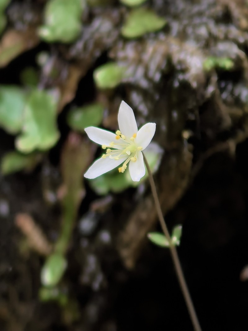 Semiaquilegia danxiashanensis photo 3