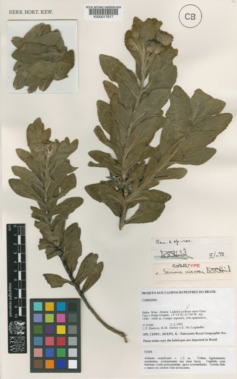 Semiria viscosa