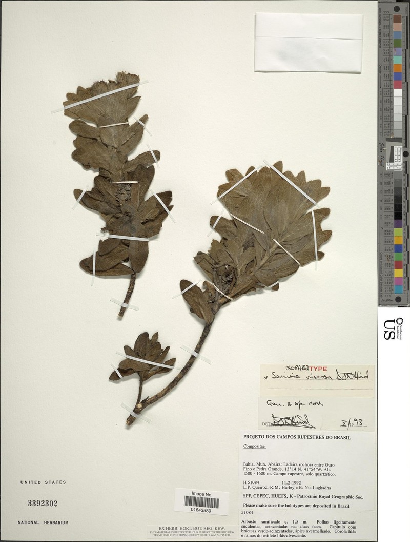 Semiria viscosa photo 2