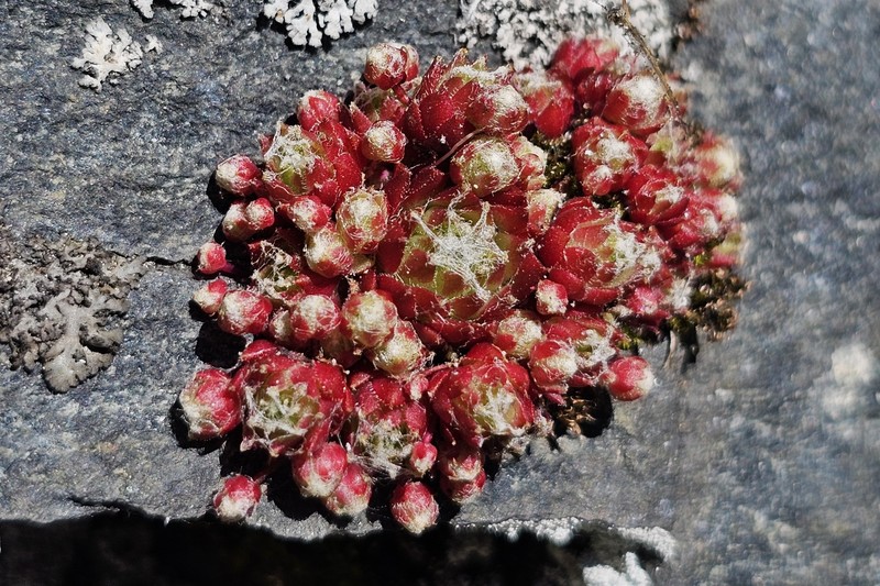 Sempervivum arachnoideum subsp. arachnoideum