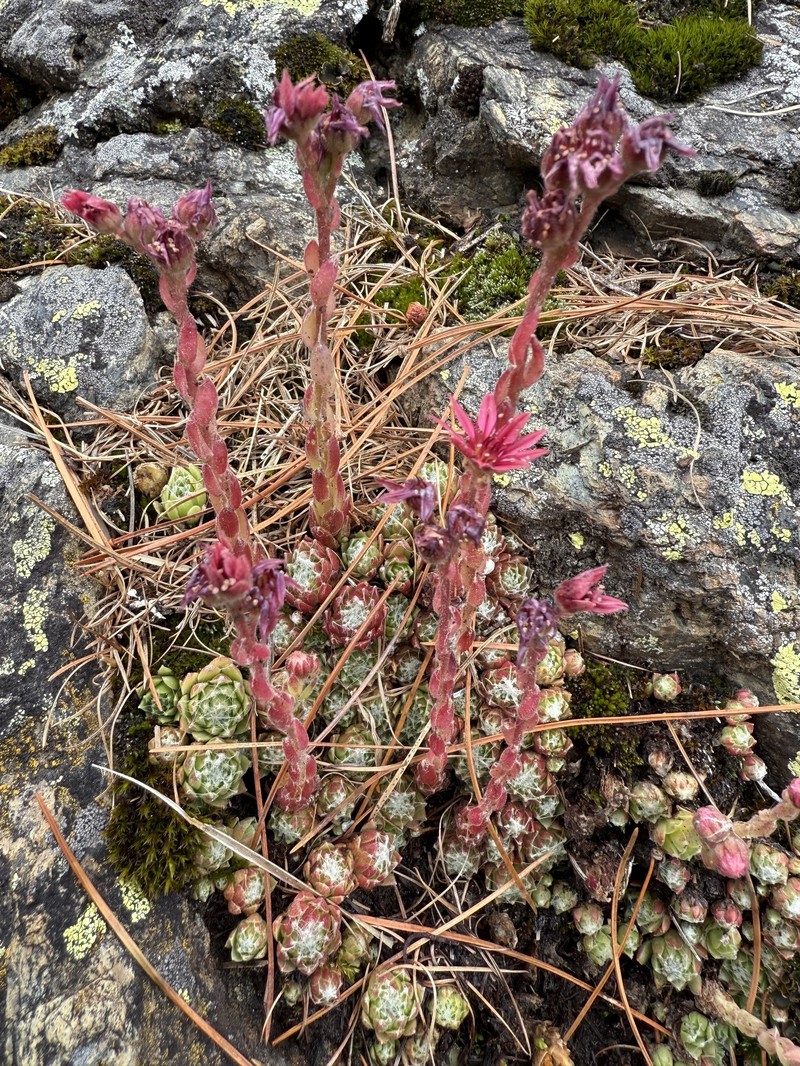 Sempervivum arachnoideum subsp. arachnoideum photo 2
