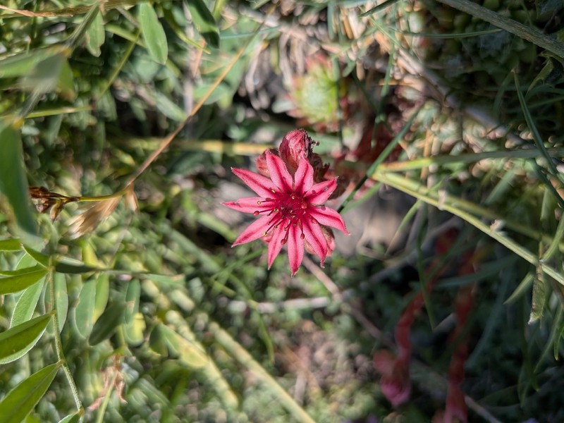 Sempervivum arachnoideum subsp. arachnoideum photo 3
