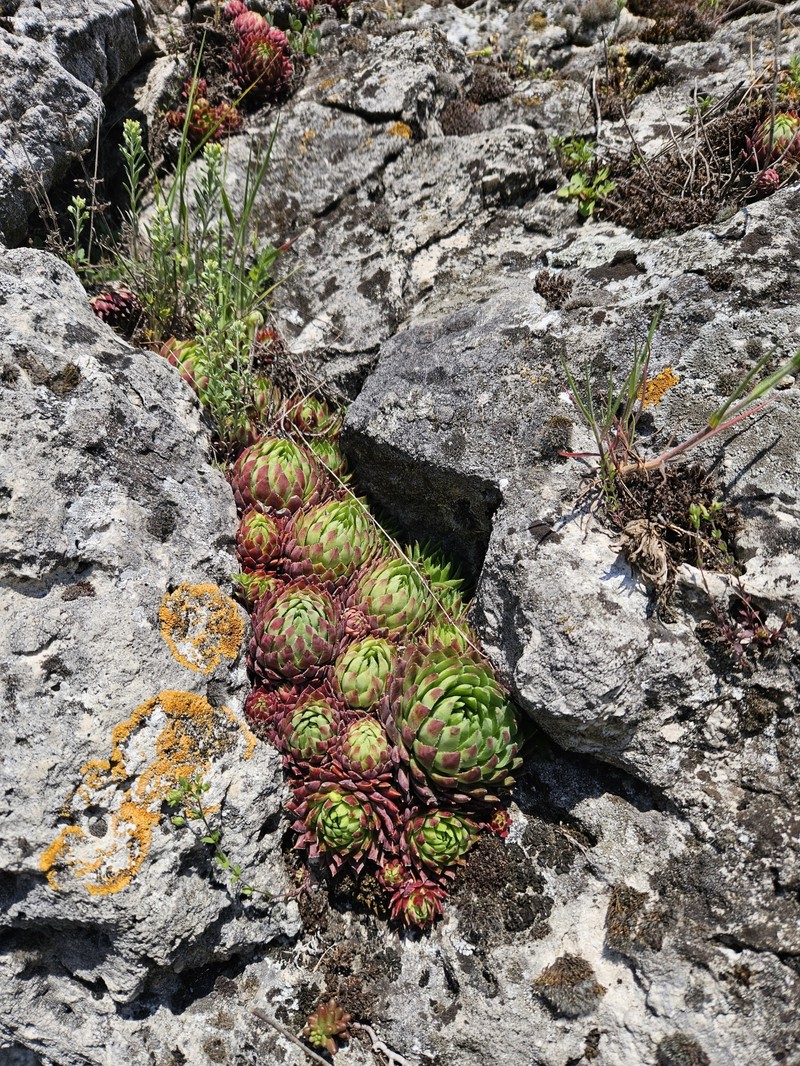 Sempervivum globiferum subsp. glabrescens