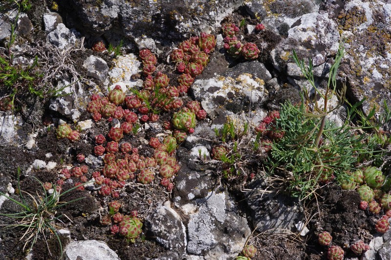 Sempervivum globiferum subsp. glabrescens photo 2