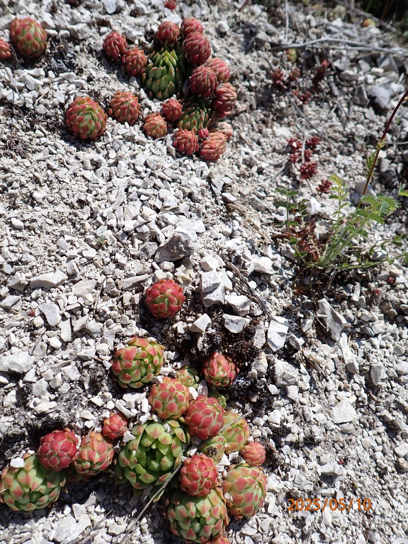 Sempervivum globiferum subsp. glabrescens photo 3