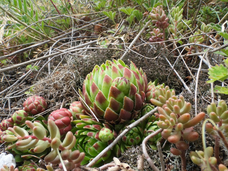 Sempervivum globiferum subsp. glabrescens photo 4