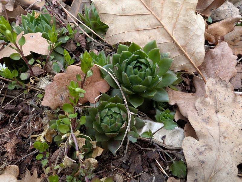 Sempervivum globiferum subsp. globiferum photo 2