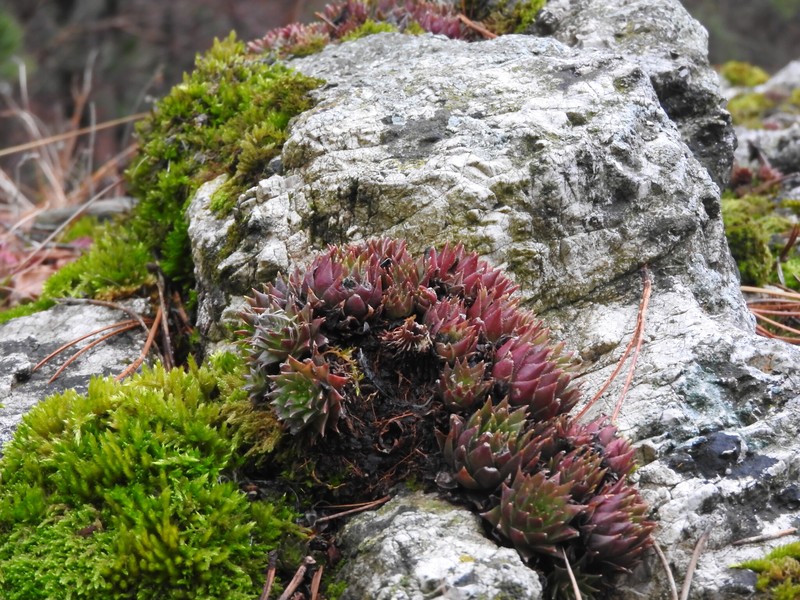 Sempervivum globiferum subsp. preissianum