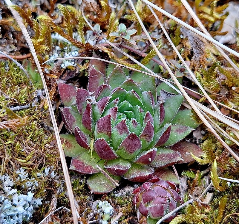 Sempervivum globiferum subsp. preissianum photo 2