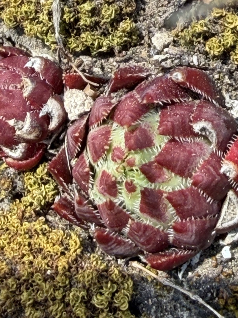 Sempervivum globiferum subsp. preissianum photo 3