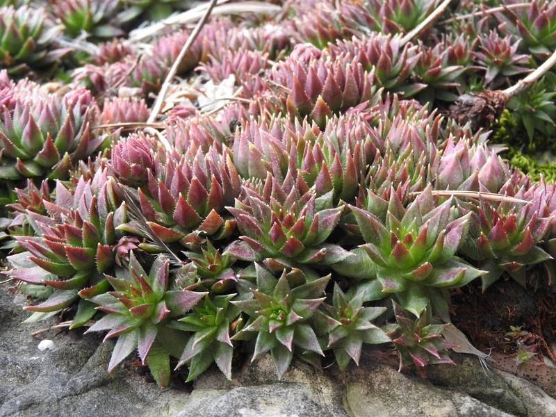 Sempervivum globiferum subsp. preissianum photo 4