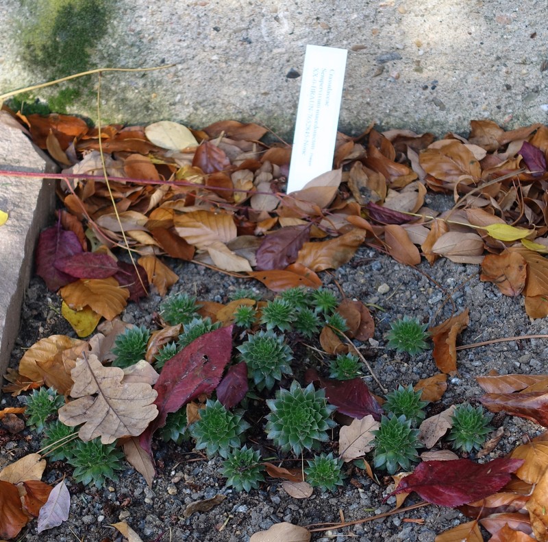 Sempervivum marmoreum subsp. marmoreum