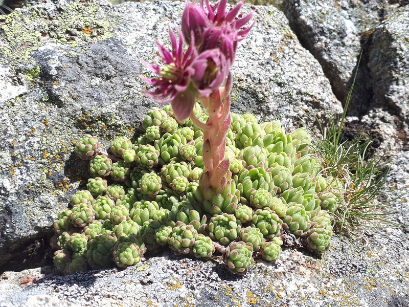 Sempervivum montanum subsp. montanum