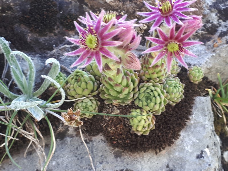 Sempervivum montanum subsp. montanum photo 2