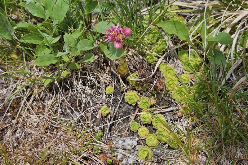 Sempervivum montanum subsp. montanum photo 3