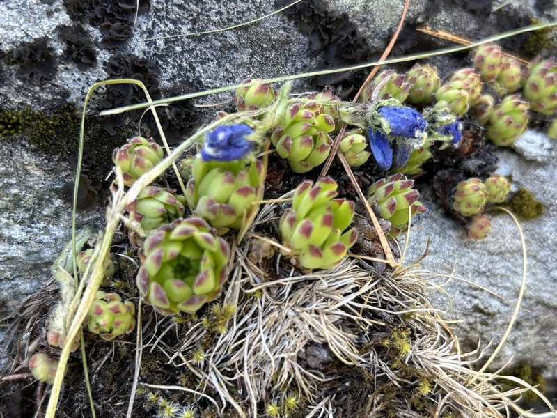 Sempervivum montanum subsp. montanum photo 4