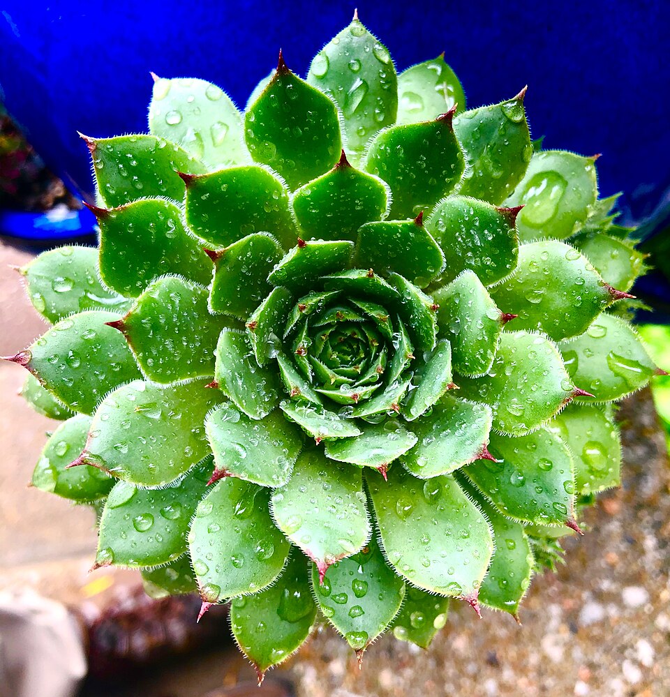 Common Houseleek photo 3