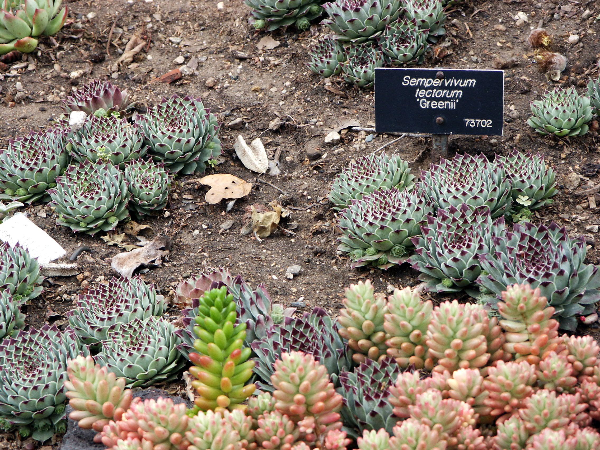 Common Houseleek photo 5