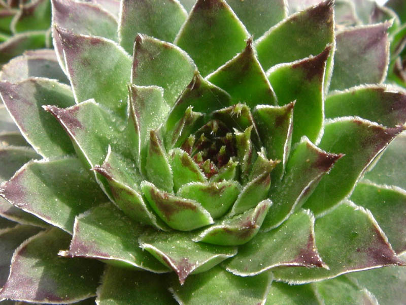 Common Houseleek photo 6