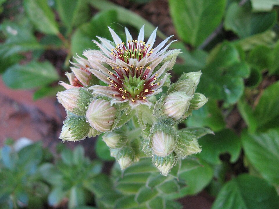 Common Houseleek photo 7