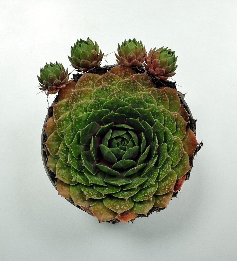 Common Houseleek photo 2