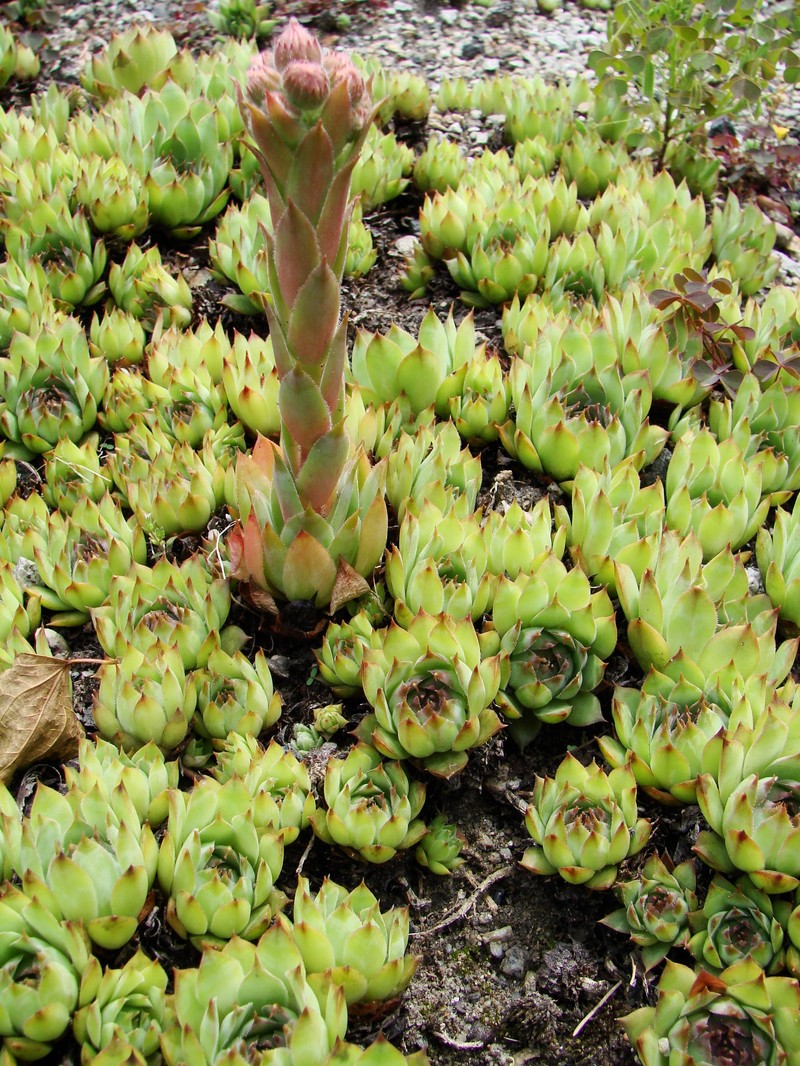 Common Houseleek photo 8