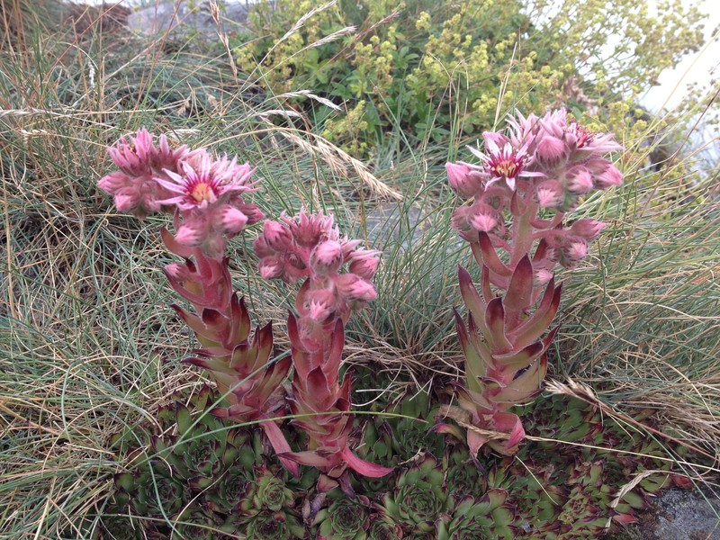 Sempervivum tectorum subsp. arvernense