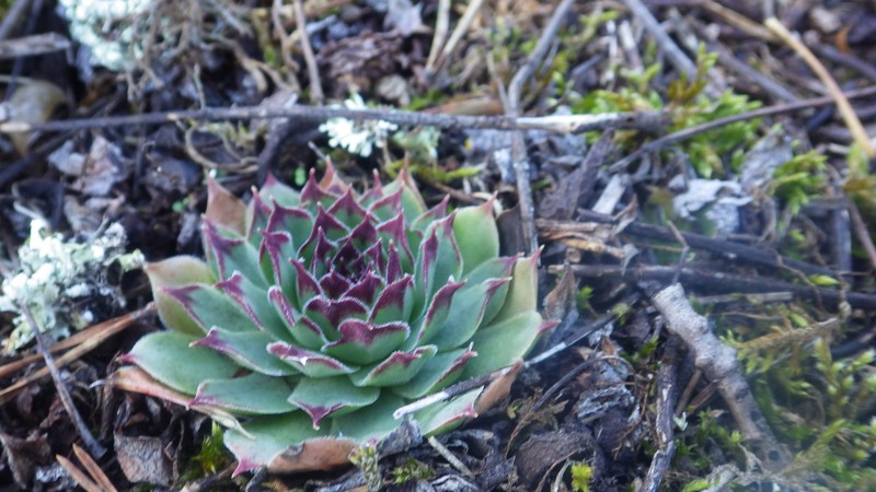 Sempervivum tectorum subsp. arvernense photo 2