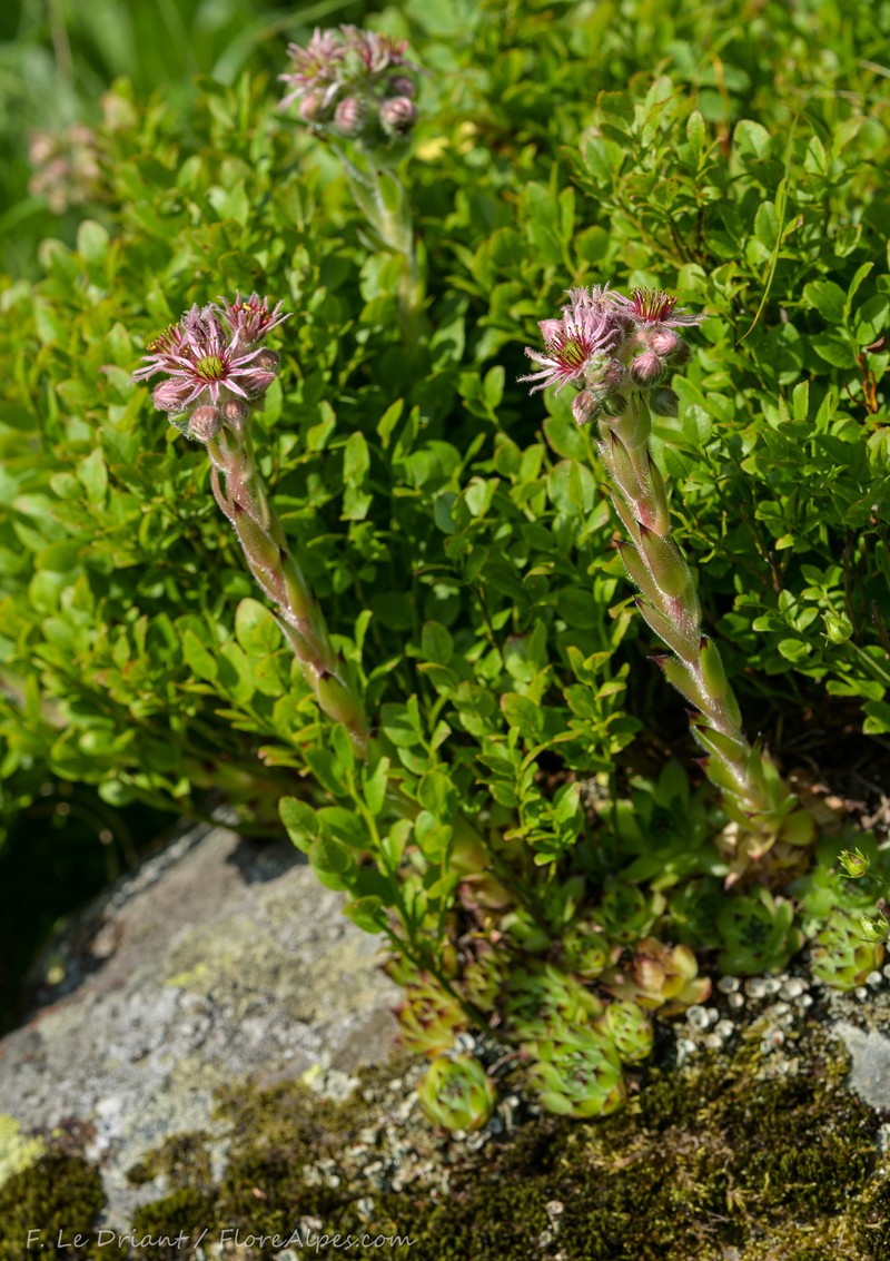 Sempervivum tectorum subsp. arvernense photo 3